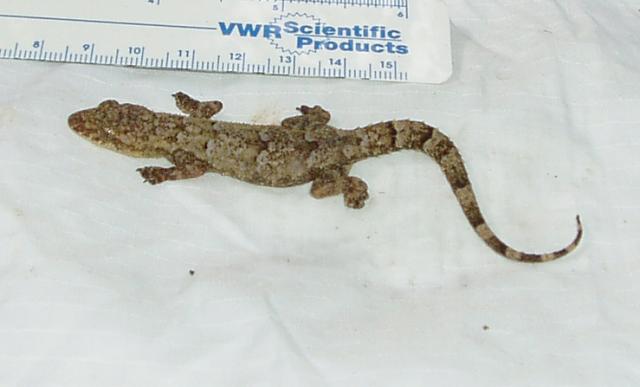 Hemidactylus mabouia